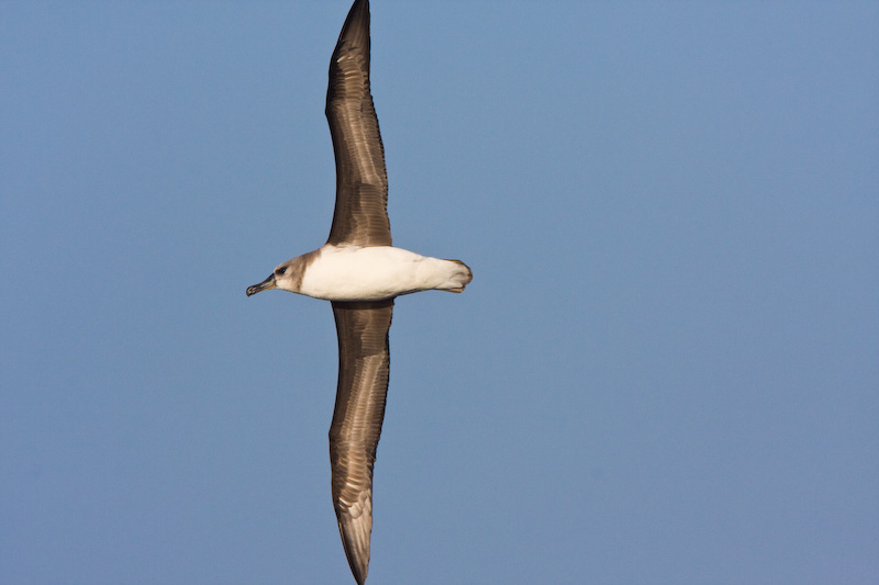 Gray-Headed Albatross In Flight